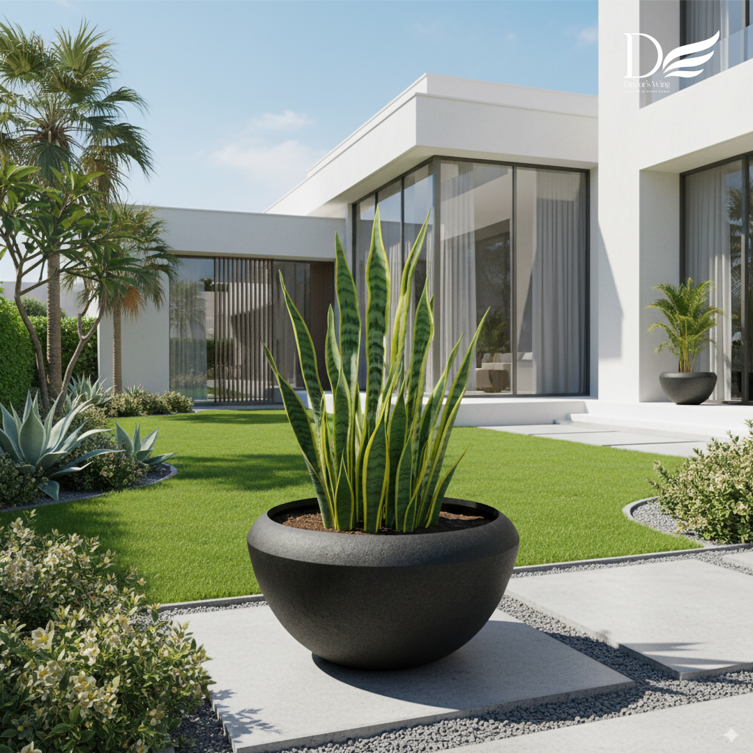Outdoor Plants